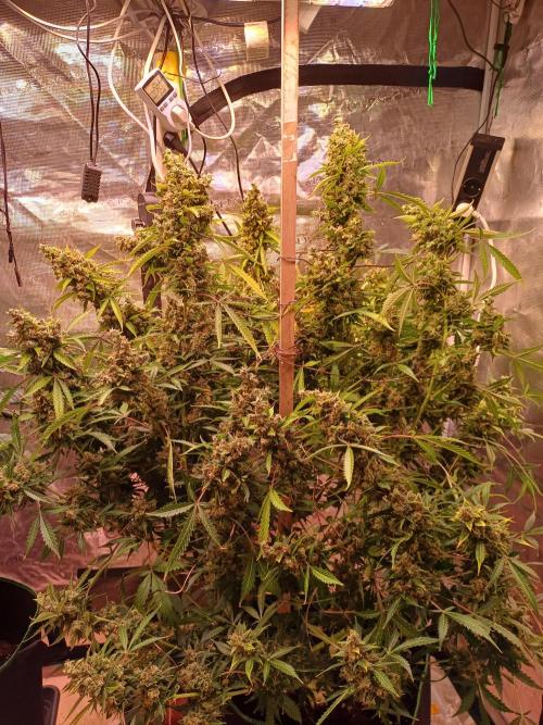 Fast Eddy CBD. Week 13