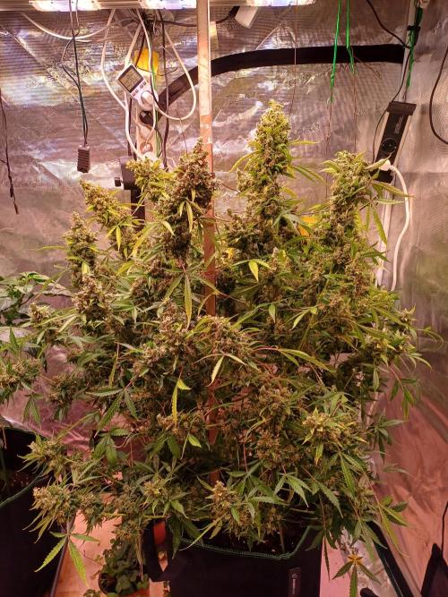 Fast Eddy CBD. Week 13