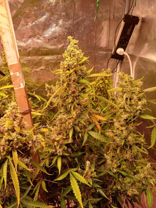 Fast Eddy CBD. Week 13