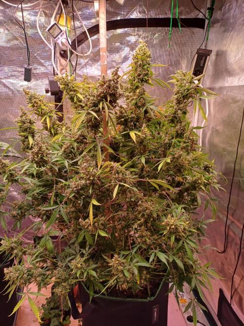 Fast Eddy CBD. Week 13