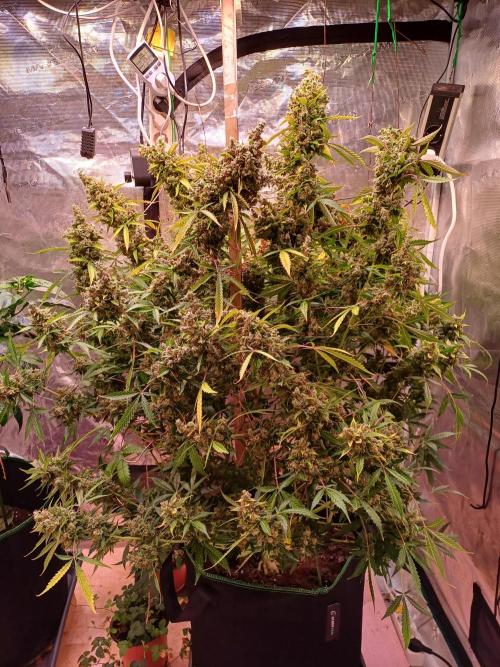 Fast Eddy CBD. Week 14