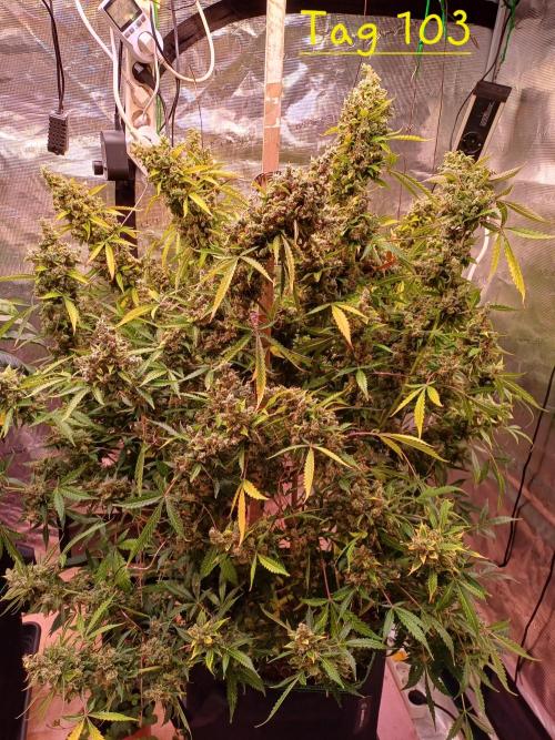 Fast Eddy CBD. Week 14