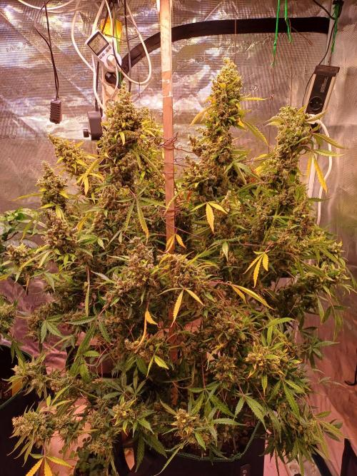 Fast Eddy CBD. Week 14