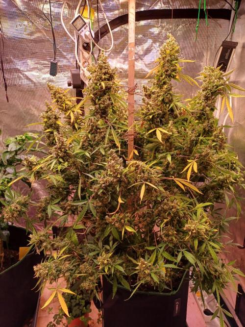 Fast Eddy CBD. Week 14