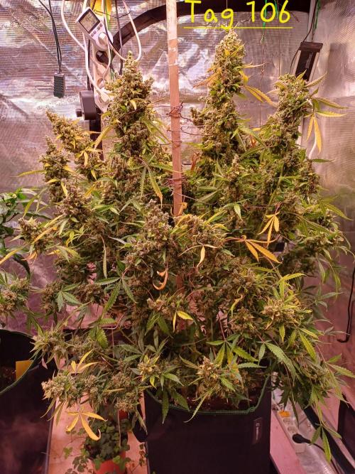 Fast Eddy CBD. Week 14