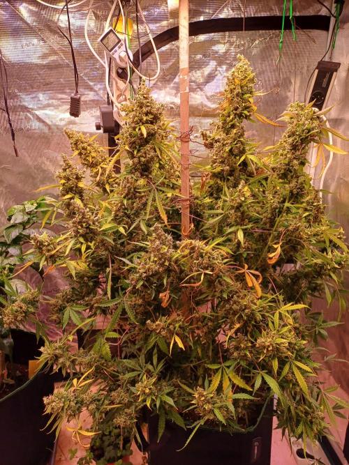 Fast Eddy CBD. Week 14