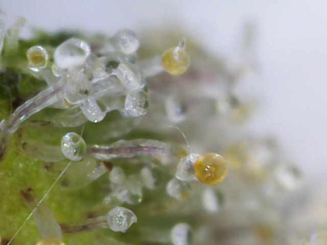 Fast Eddy CBD. Week 15