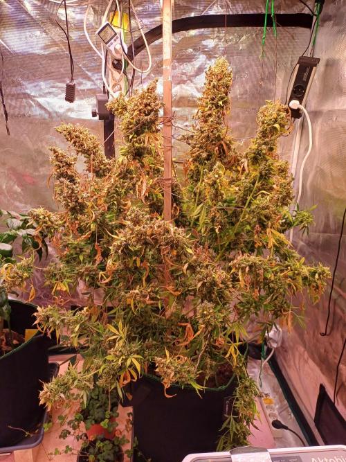 Fast Eddy CBD. Week 15