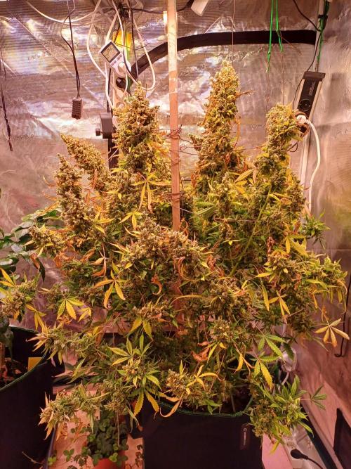 Fast Eddy CBD. Week 15