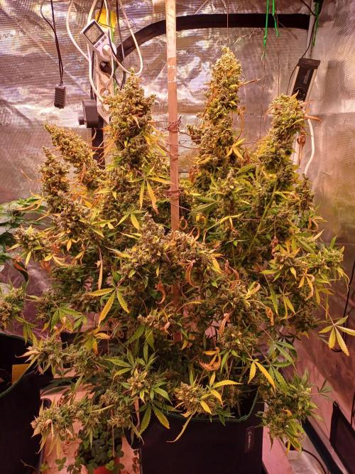 Fast Eddy CBD. Week 15