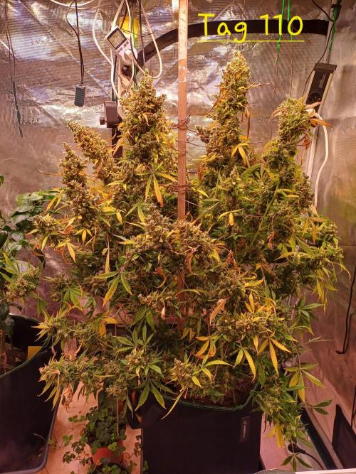 Fast Eddy CBD. Week 15