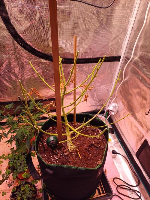 Fast Eddy CBD. Week 16