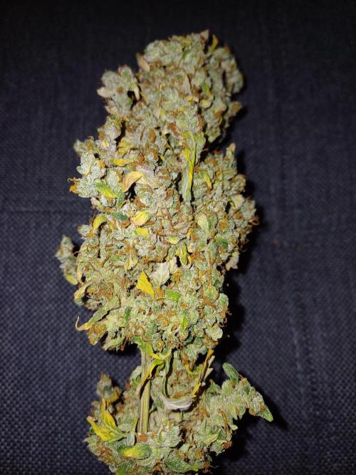 Fast Eddy CBD. Week 16