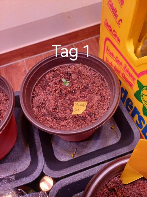 Pineapple Express F1 (Zamnesia Seeds). Week 0