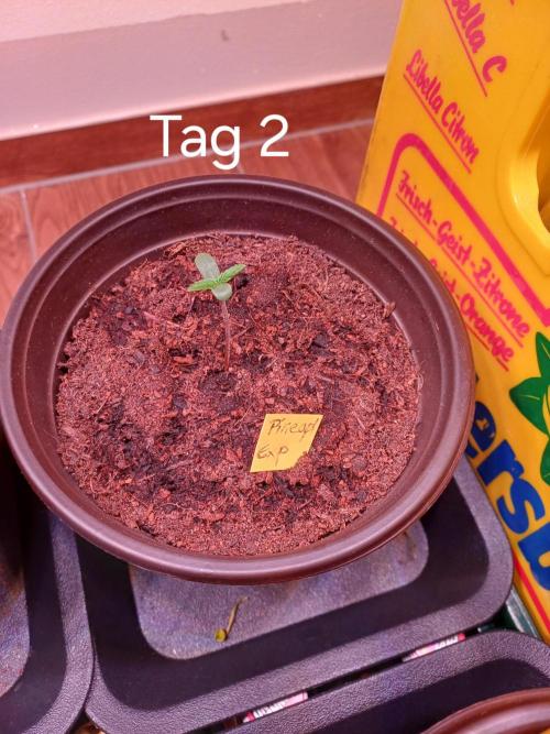 Pineapple Express F1 (Zamnesia Seeds). Week 0