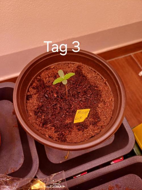 Pineapple Express F1 (Zamnesia Seeds). Week 0