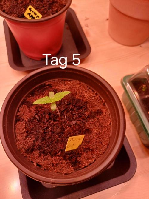 Pineapple Express F1 (Zamnesia Seeds). Week 0