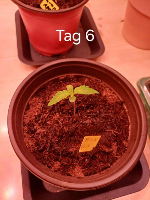 Pineapple Express F1 (Zamnesia Seeds). Week 0