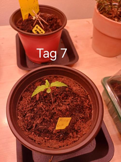 Pineapple Express F1 (Zamnesia Seeds). Week 0