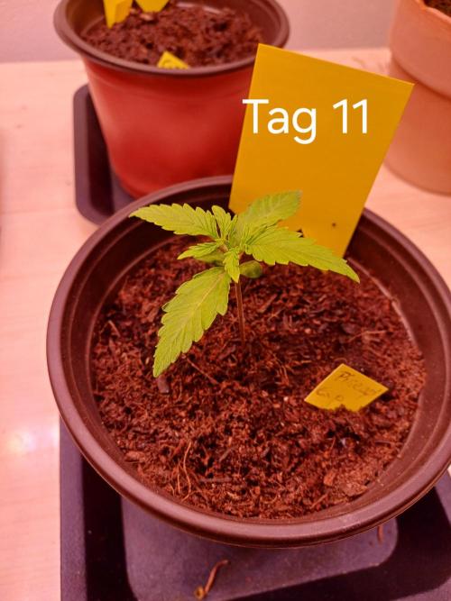 Pineapple Express F1 (Zamnesia Seeds). Week 1