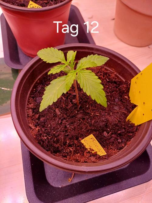 Pineapple Express F1 (Zamnesia Seeds). Week 1