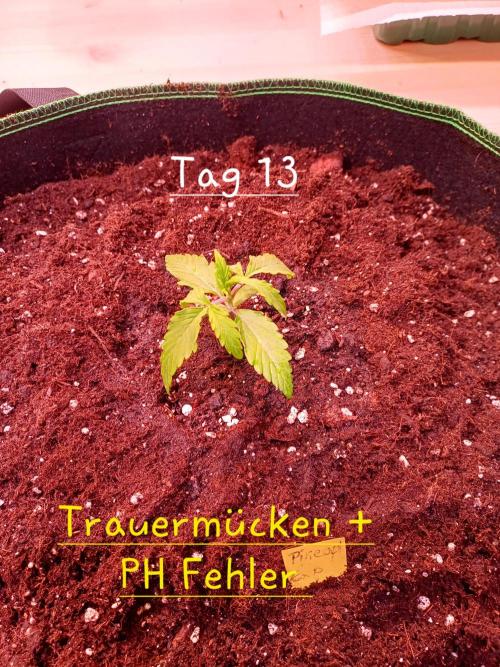 Pineapple Express F1 (Zamnesia Seeds). Week 1