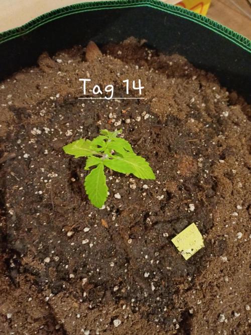 Pineapple Express F1 (Zamnesia Seeds). Week 1