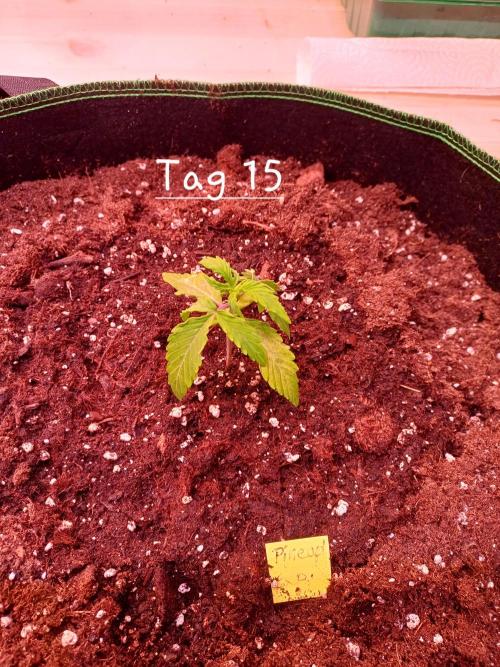 Pineapple Express F1 (Zamnesia Seeds). Week 1