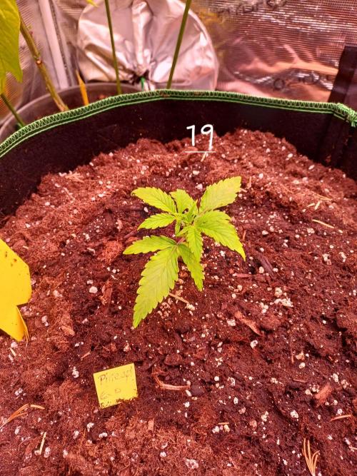 Pineapple Express F1 (Zamnesia Seeds). Week 1