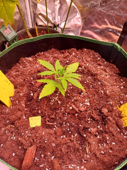 Pineapple Express F1 (Zamnesia Seeds). Week 2