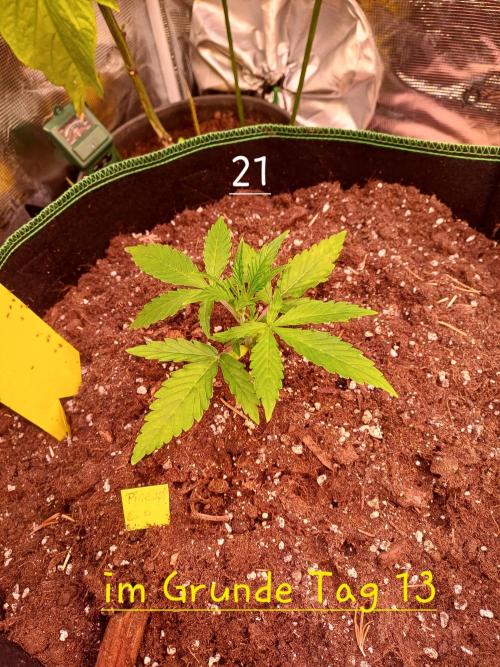 Pineapple Express F1 (Zamnesia Seeds). Week 2