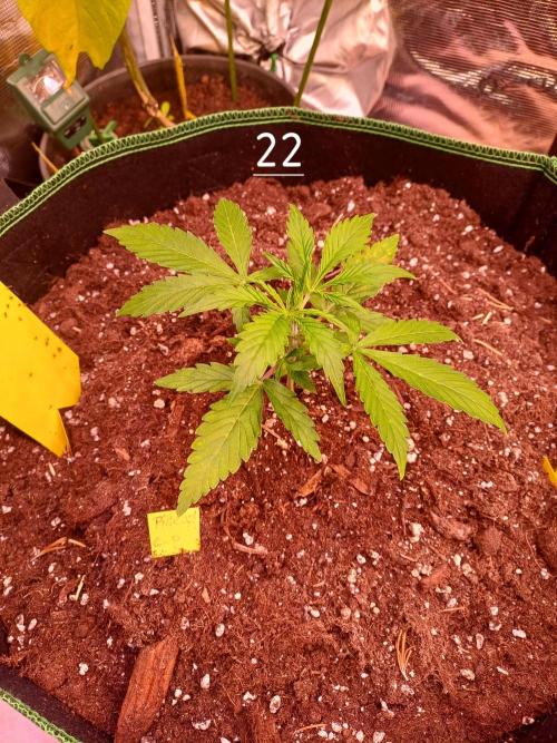 Pineapple Express F1 (Zamnesia Seeds). Week 2