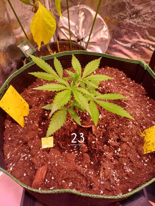 Pineapple Express F1 (Zamnesia Seeds). Week 2