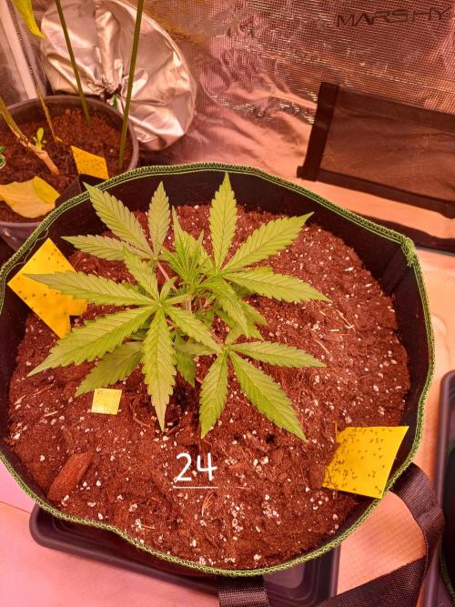 Pineapple Express F1 (Zamnesia Seeds). Week 2