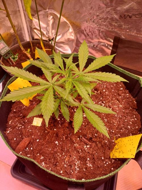 Pineapple Express F1 (Zamnesia Seeds). Week 2