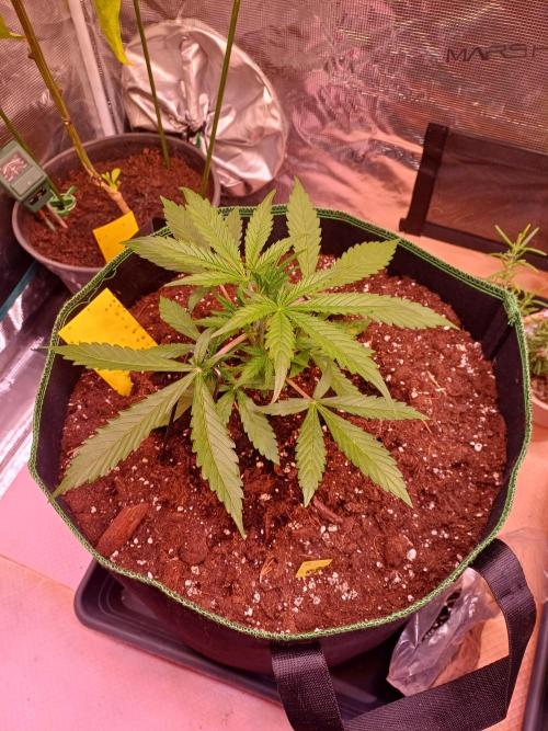 Pineapple Express F1 (Zamnesia Seeds). Week 2