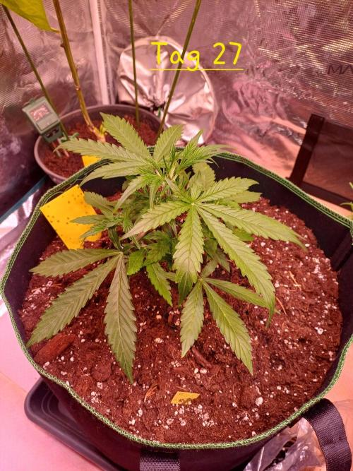 Pineapple Express F1 (Zamnesia Seeds). Week 3