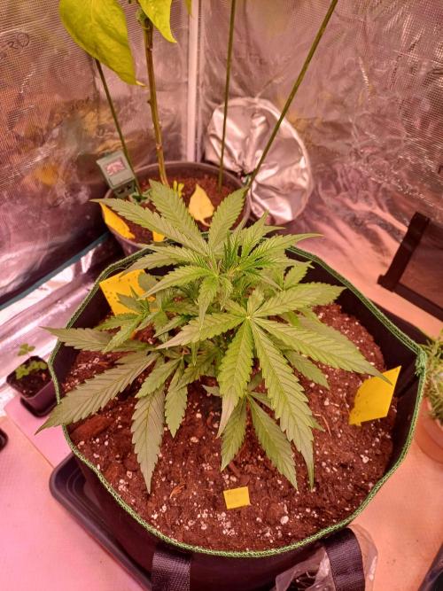 Pineapple Express F1 (Zamnesia Seeds). Week 3