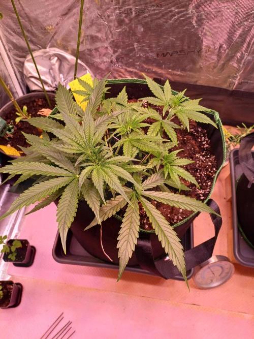 Pineapple Express F1 (Zamnesia Seeds). Week 3