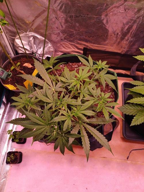 Pineapple Express F1 (Zamnesia Seeds). Week 4