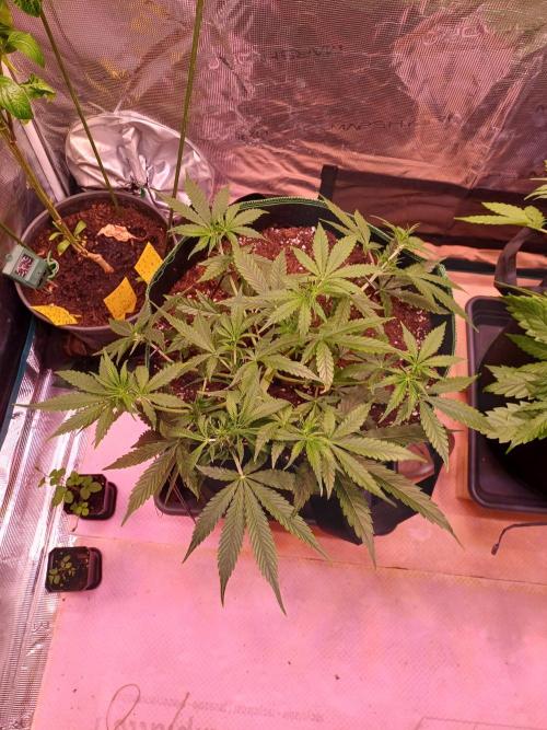 Pineapple Express F1 (Zamnesia Seeds). Week 4