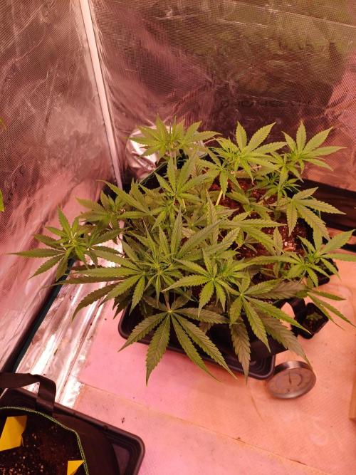 Pineapple Express F1 (Zamnesia Seeds). Week 4