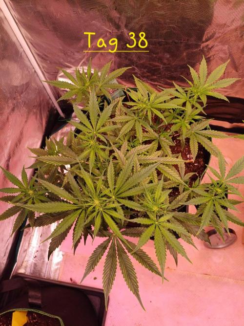 Pineapple Express F1 (Zamnesia Seeds). Week 4