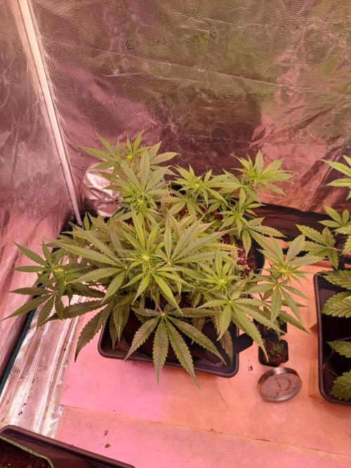 Pineapple Express F1 (Zamnesia Seeds). Week 4