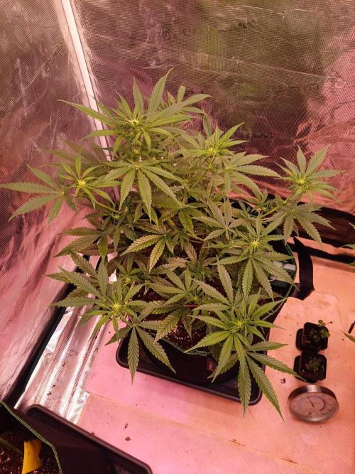 Pineapple Express F1 (Zamnesia Seeds). Week 4