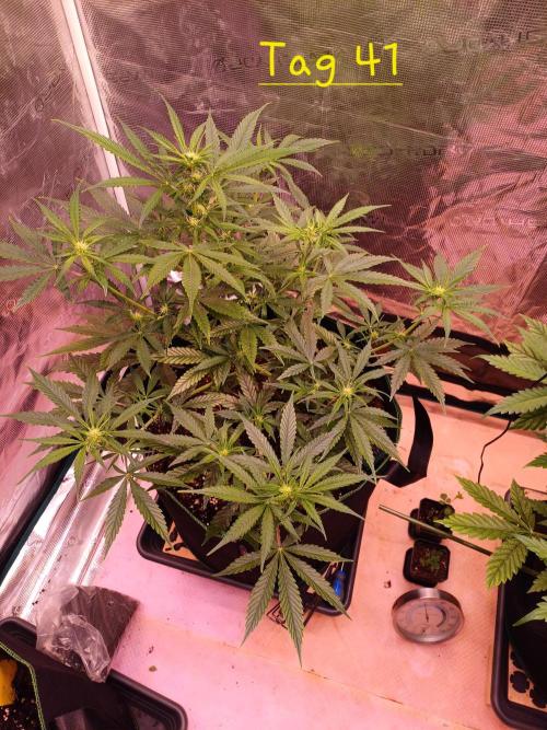 Pineapple Express F1 (Zamnesia Seeds). Week 5