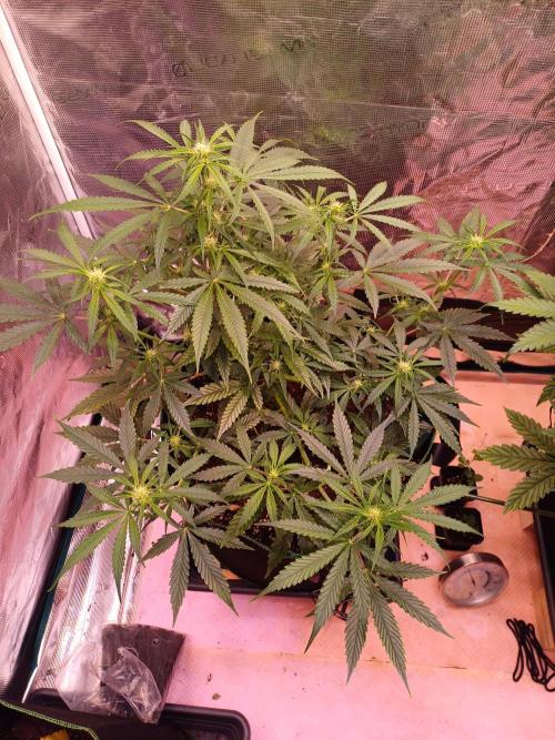 Pineapple Express F1 (Zamnesia Seeds). Week 5