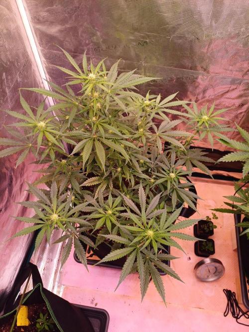 Pineapple Express F1 (Zamnesia Seeds). Week 5