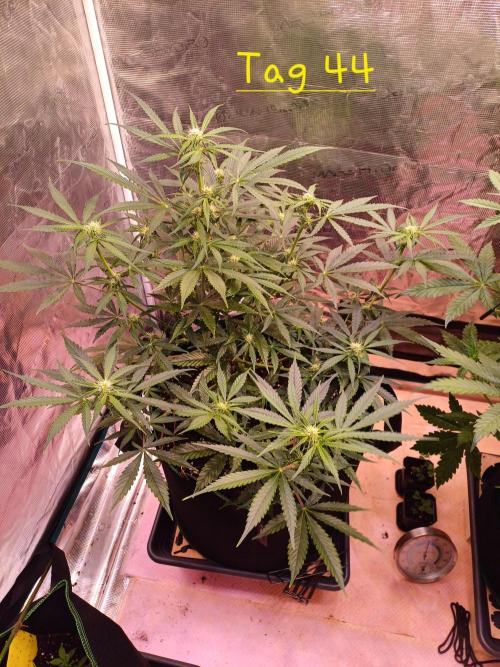 Pineapple Express F1 (Zamnesia Seeds). Week 5