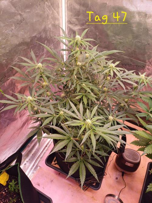 Pineapple Express F1 (Zamnesia Seeds). Week 5